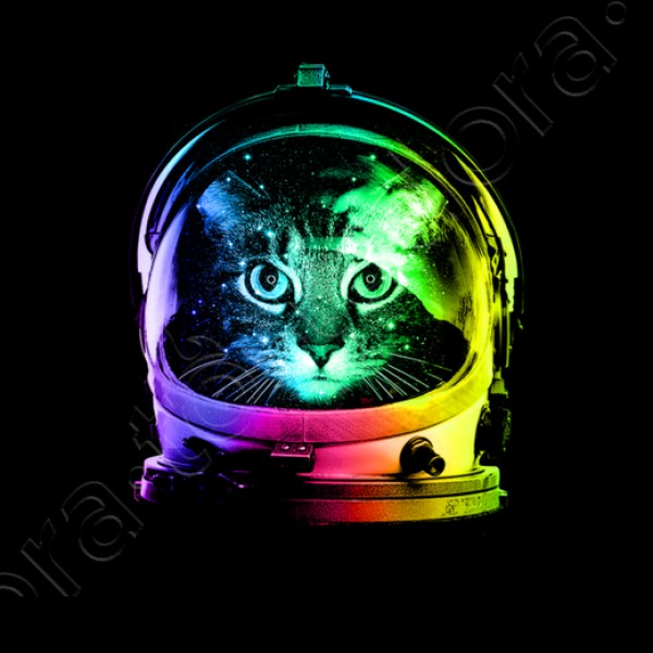 gato astronauta
