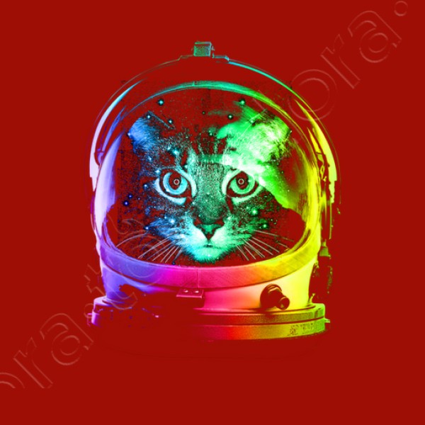gato astronauta