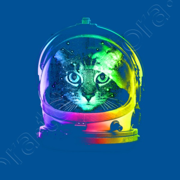 gato astronauta