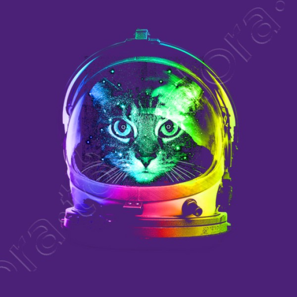 gato astronauta