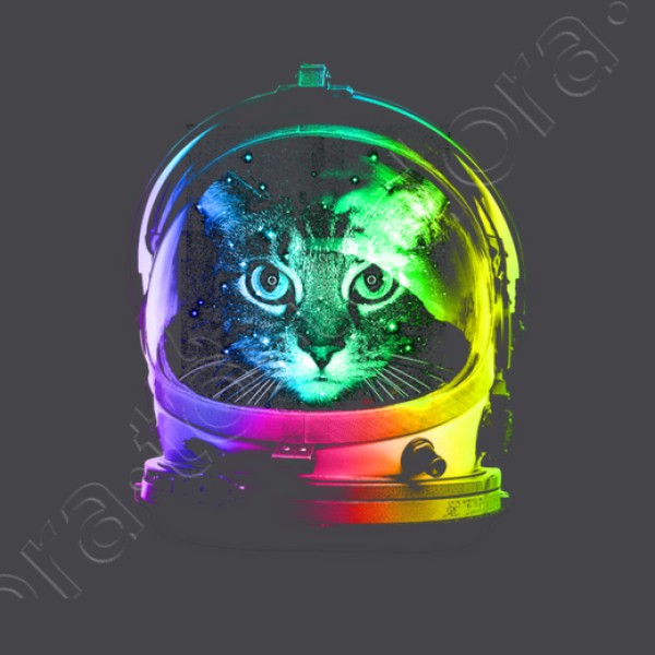 gato astronauta