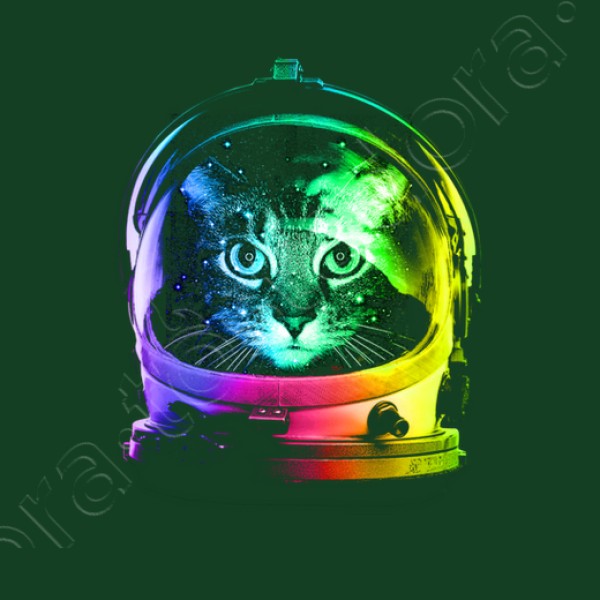 gato astronauta