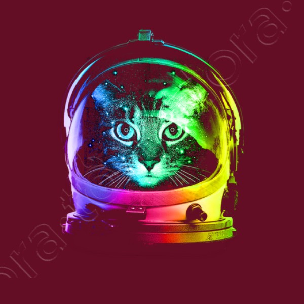 gato astronauta