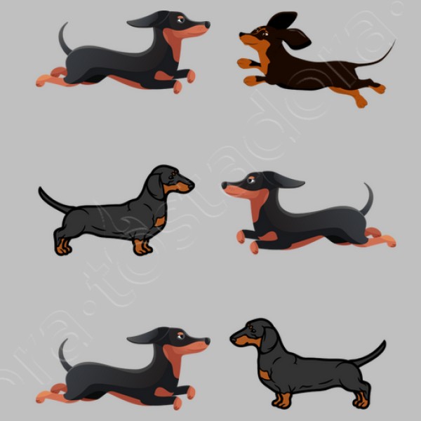 Perros tejoneso salchicha