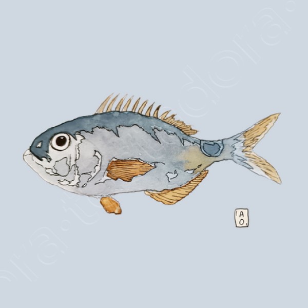 Oblada