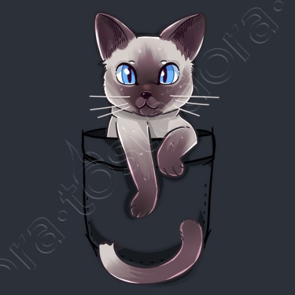 lindo gato siamu00e9s de bolsillo