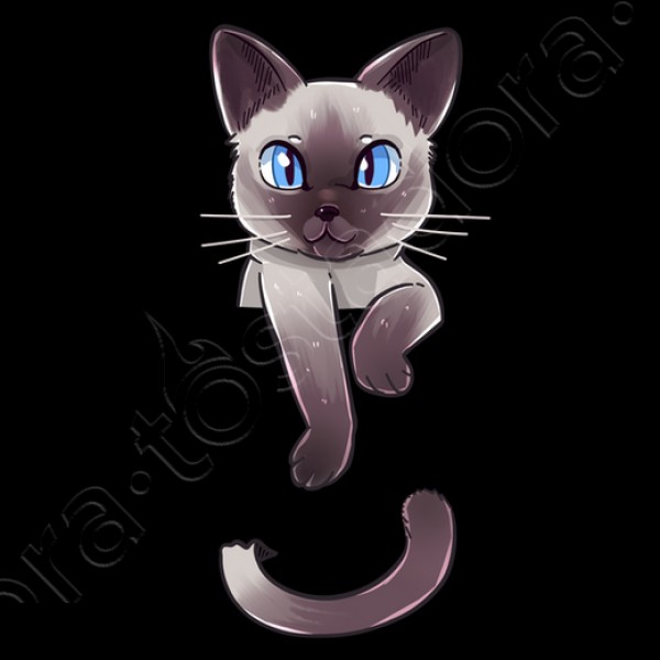 lindo gato siamu00e9s de bolsillo
