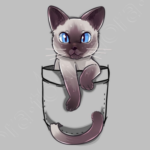 lindo gato siamu00e9s de bolsillo