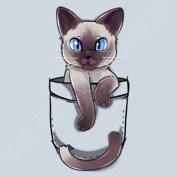 lindo gato siamu00e9s de bolsillo
