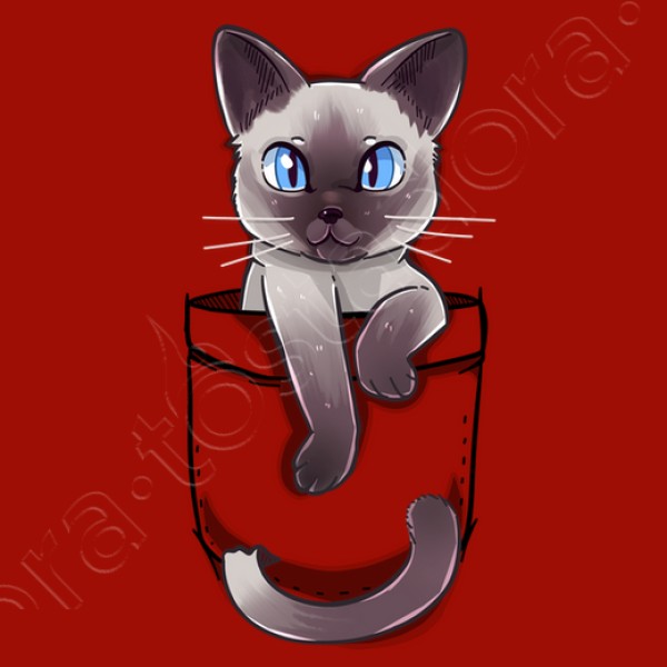 lindo gato siamu00e9s de bolsillo