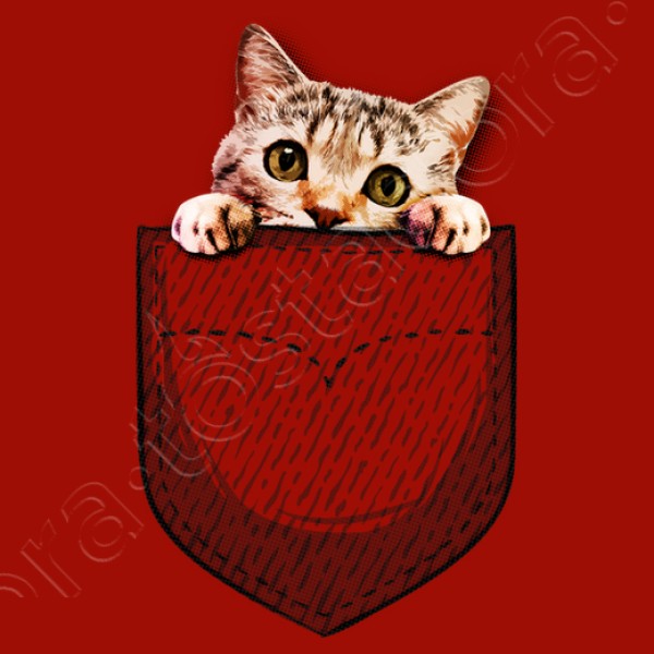 gato en el bolsillo