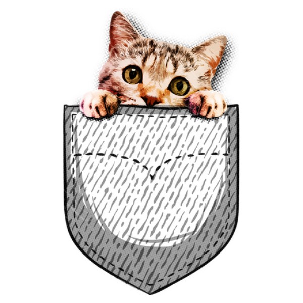 gato en el bolsillo