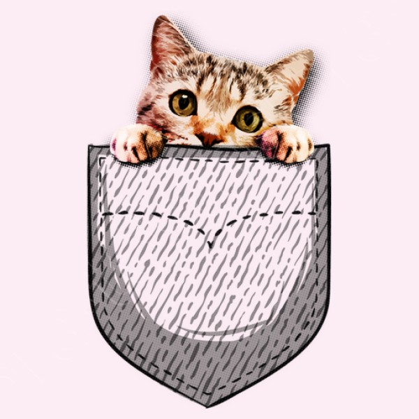 gato en el bolsillo